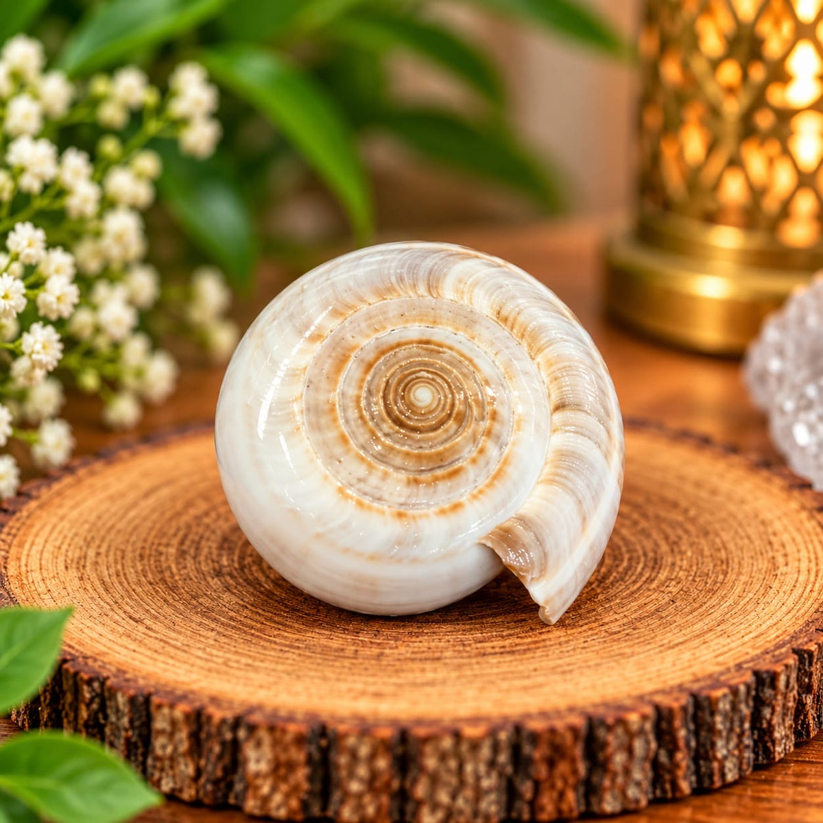 MINI VISHNU CHAKRA