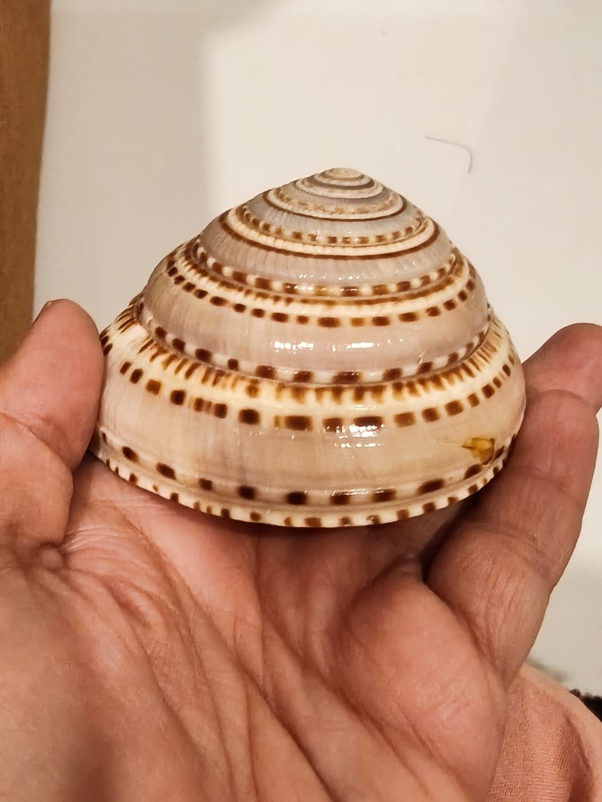 BIG VISHNU CHAKRA