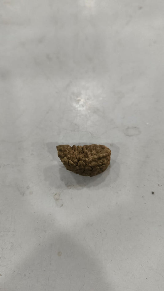 1 Mukhi Rudraksha [238]